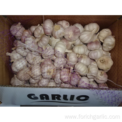 Beautiful New Crop Garlic 2019